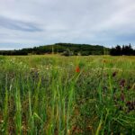 Lignan sur Orb dans le 34